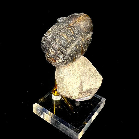 Metacanthian Trilobite in Matrix