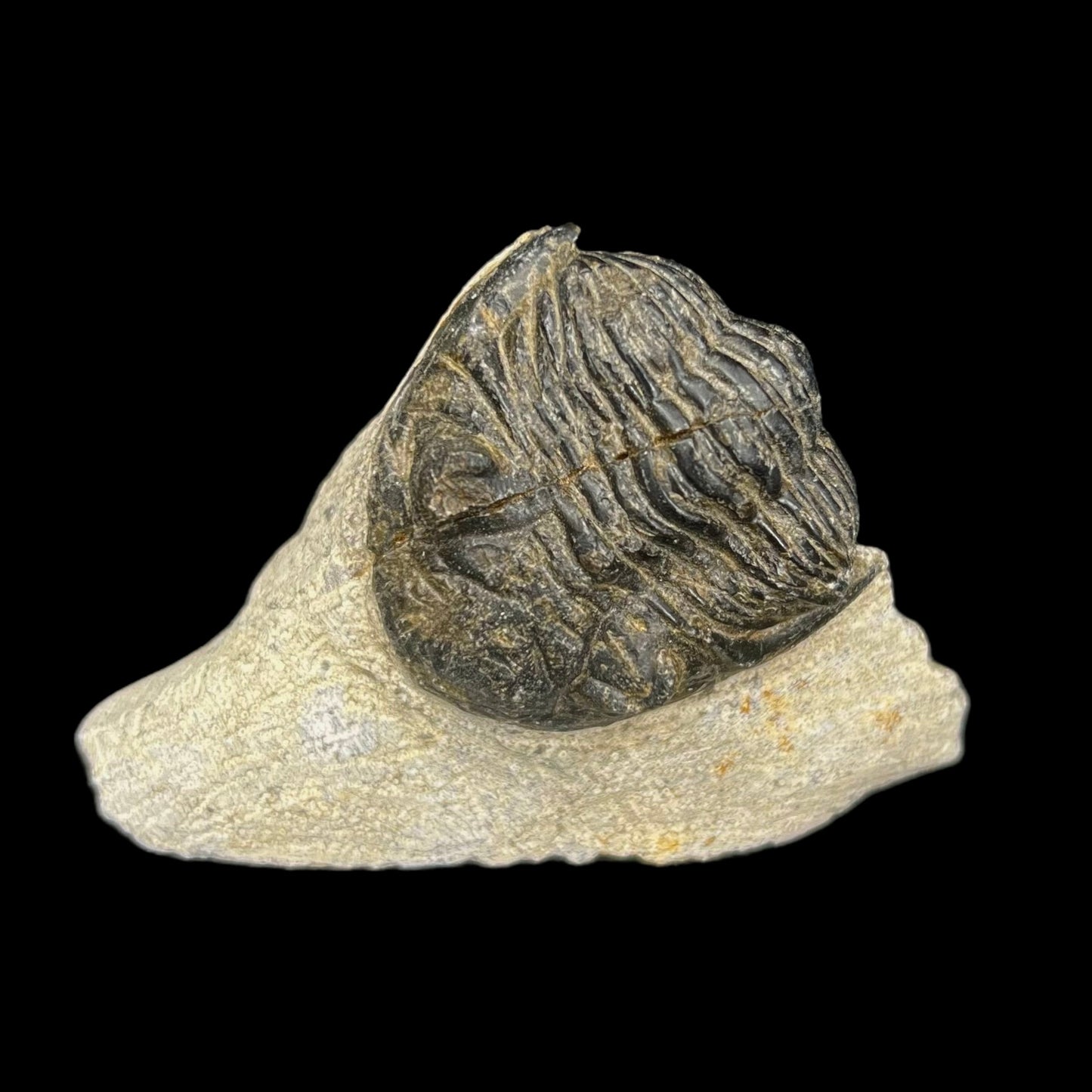 Metacanthian Trilobite in Matrix
