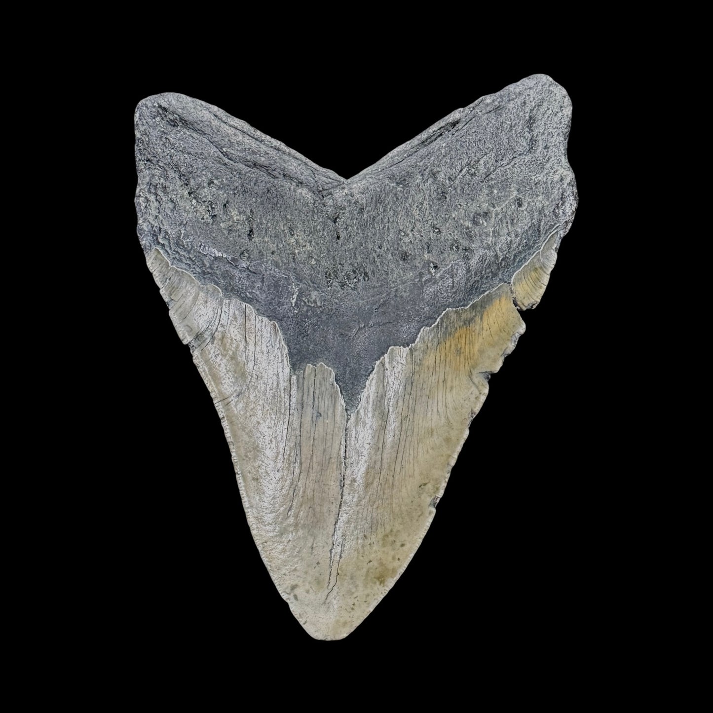 Megalodon Tooth