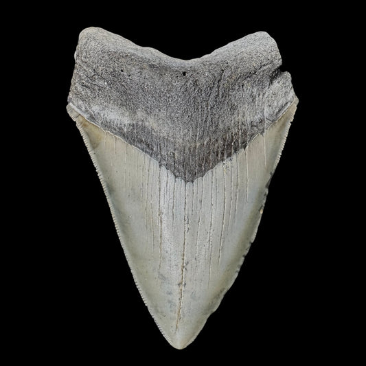 Megalodon Tooth