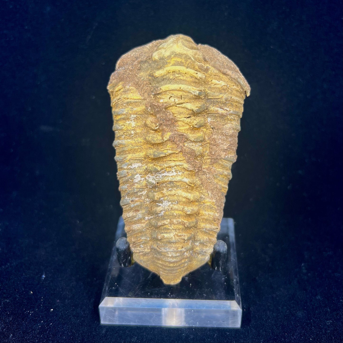 Trilobite Fossil