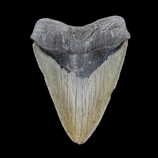 Megalodon Tooth