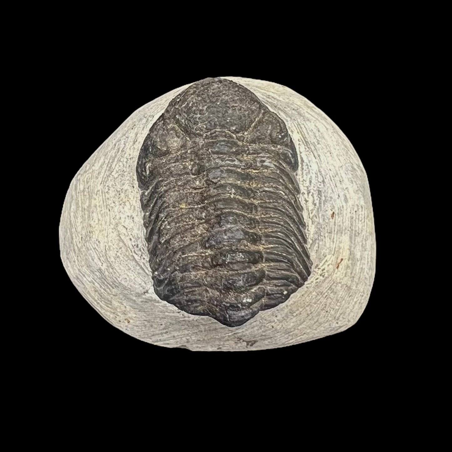 Metacanthian Trilobite in Matrix