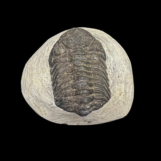 Metacanthian Trilobite in Matrix