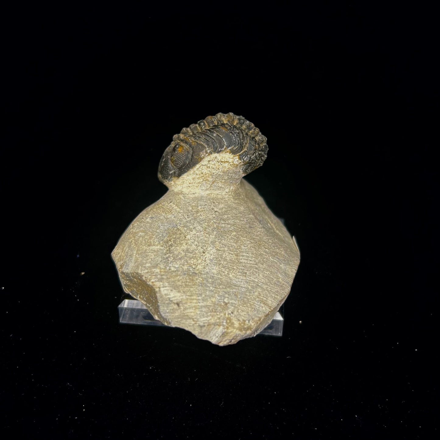 Metacanthian Trilobite in Matrix