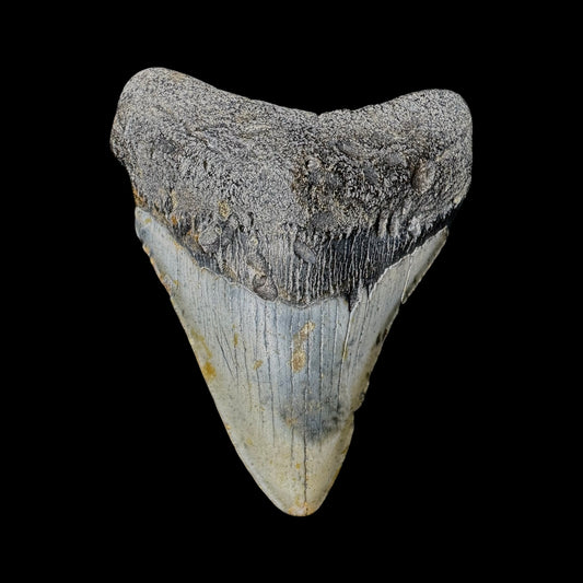 Megalodon Tooth