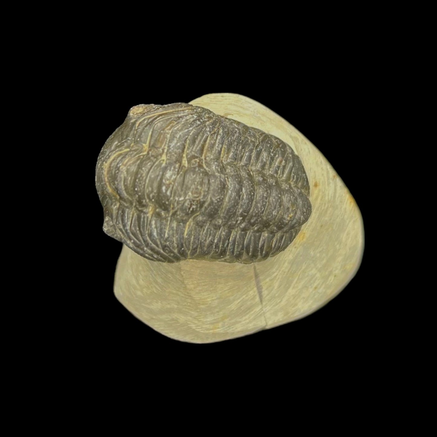 Metacanthian Trilobite in Matrix