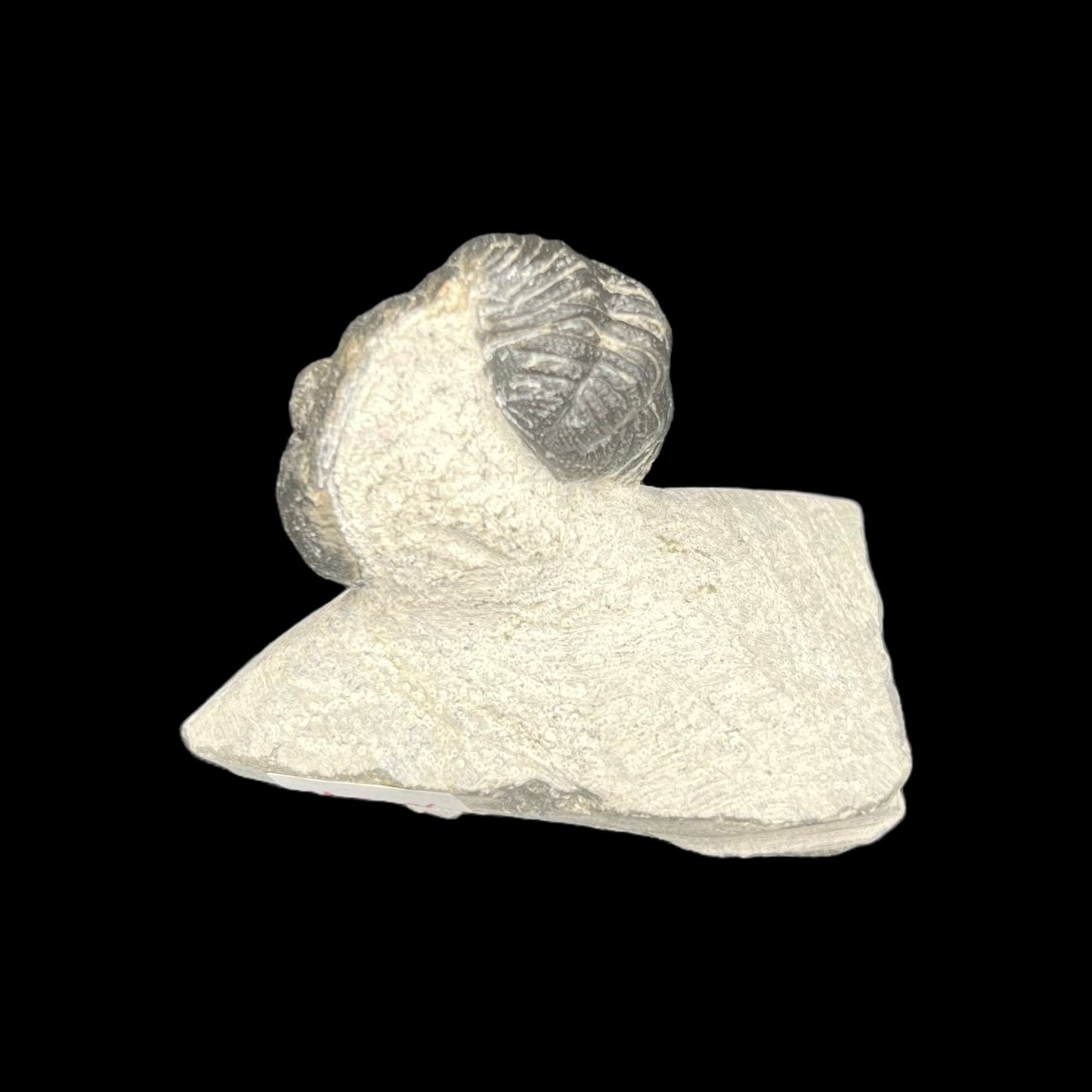 Metacanthian Trilobite in Matrix