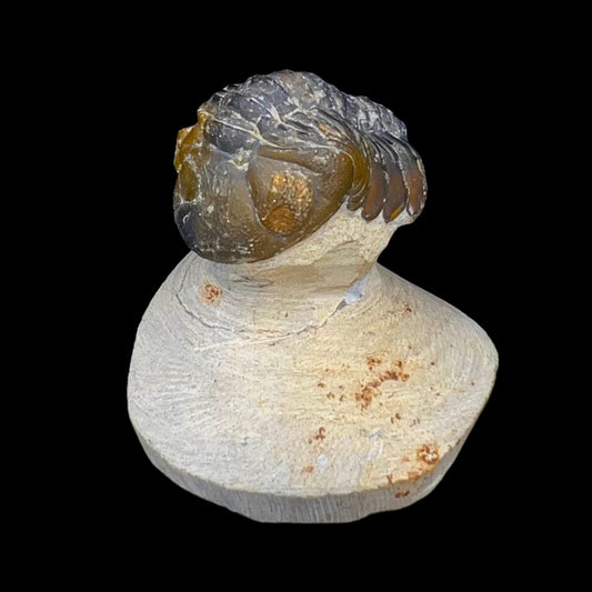 Metacanthian Trilobite in Matrix