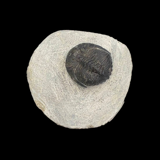 Metacanthian Trilobite in Matrix