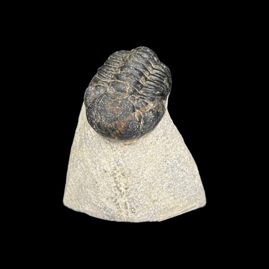 Metacanthian Trilobite in Matrix