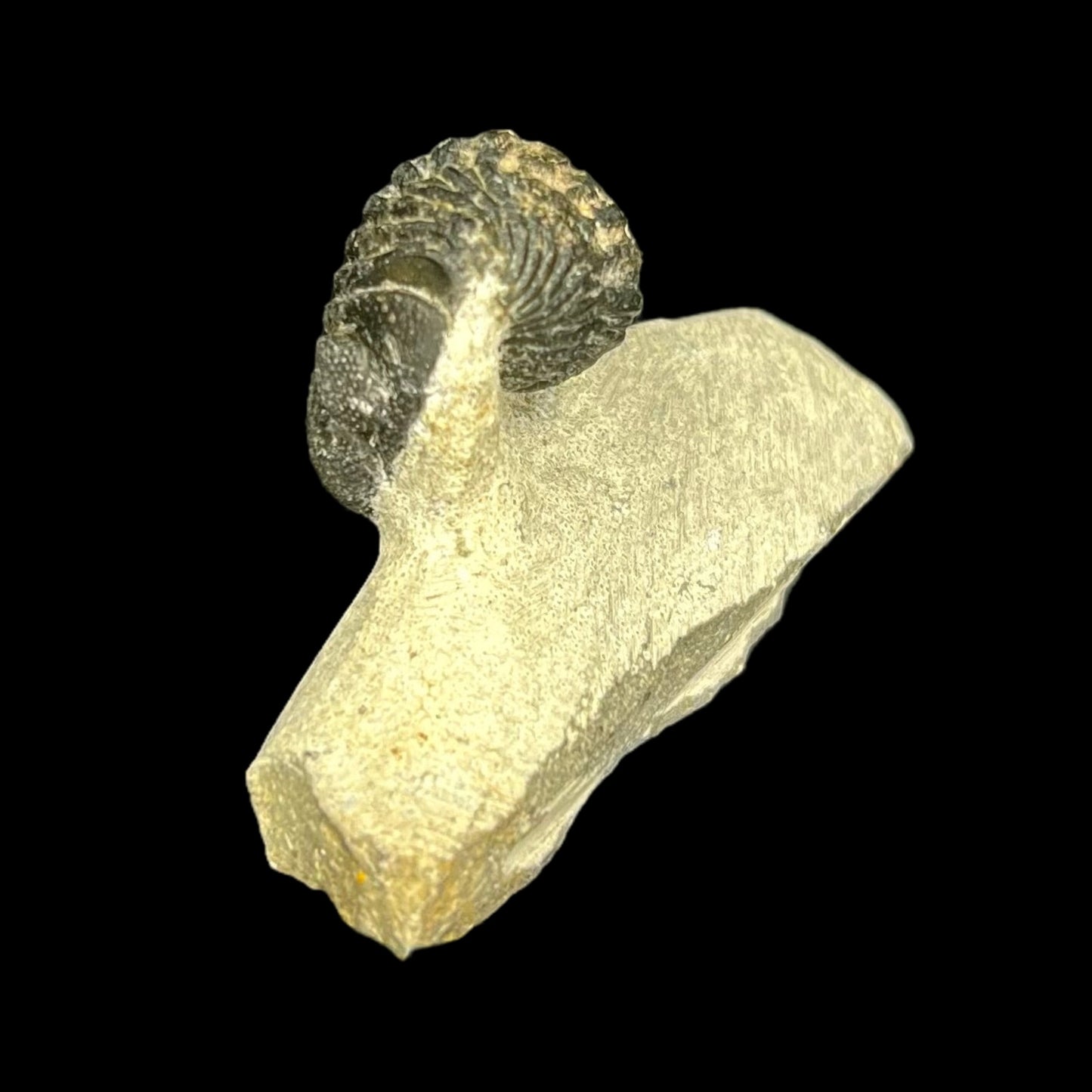 Metacanthian Trilobite in Matrix