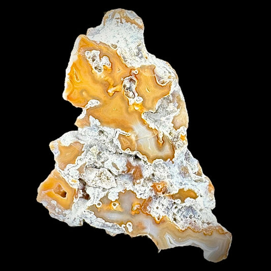 Petrified Coral