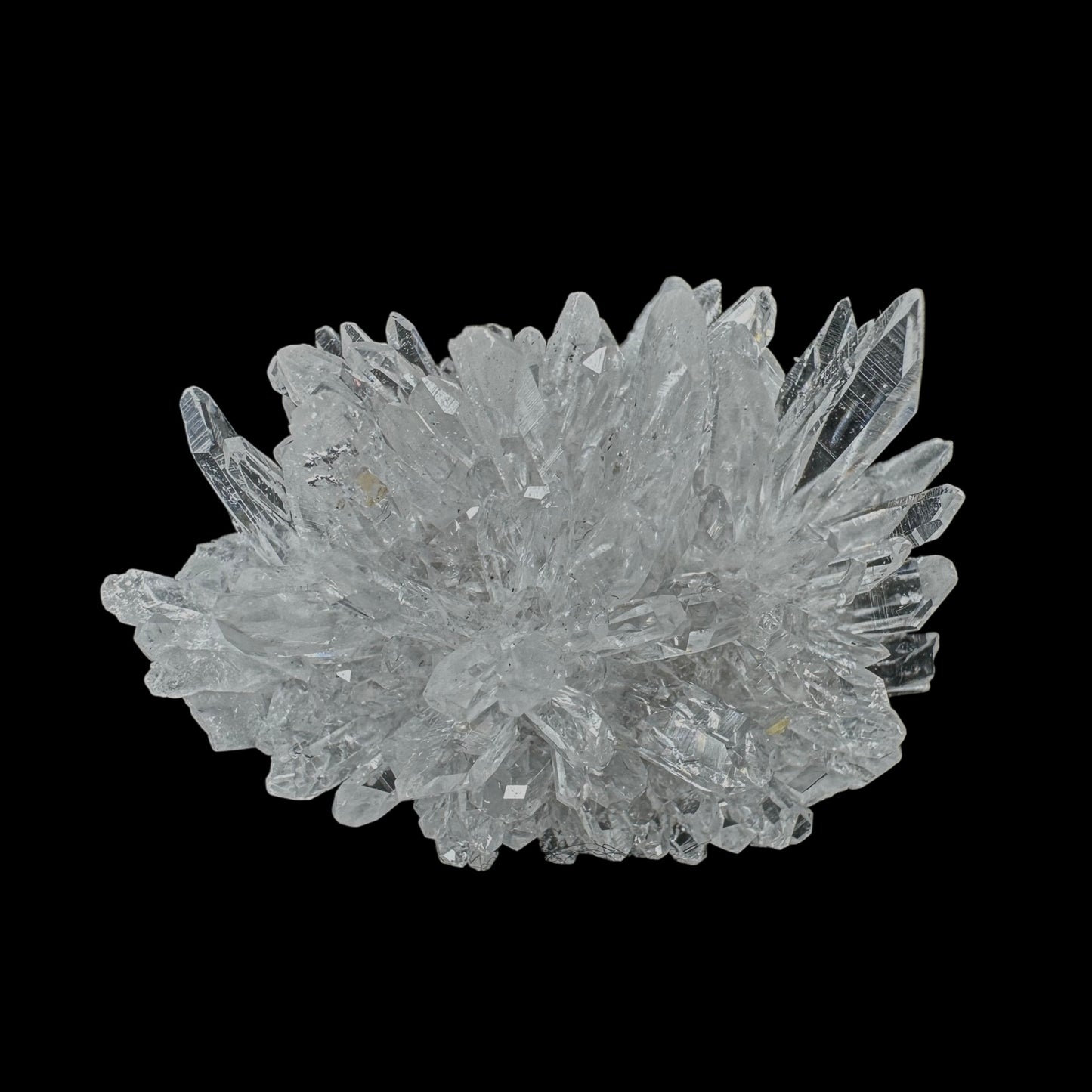 Chrysanthemum Stone
