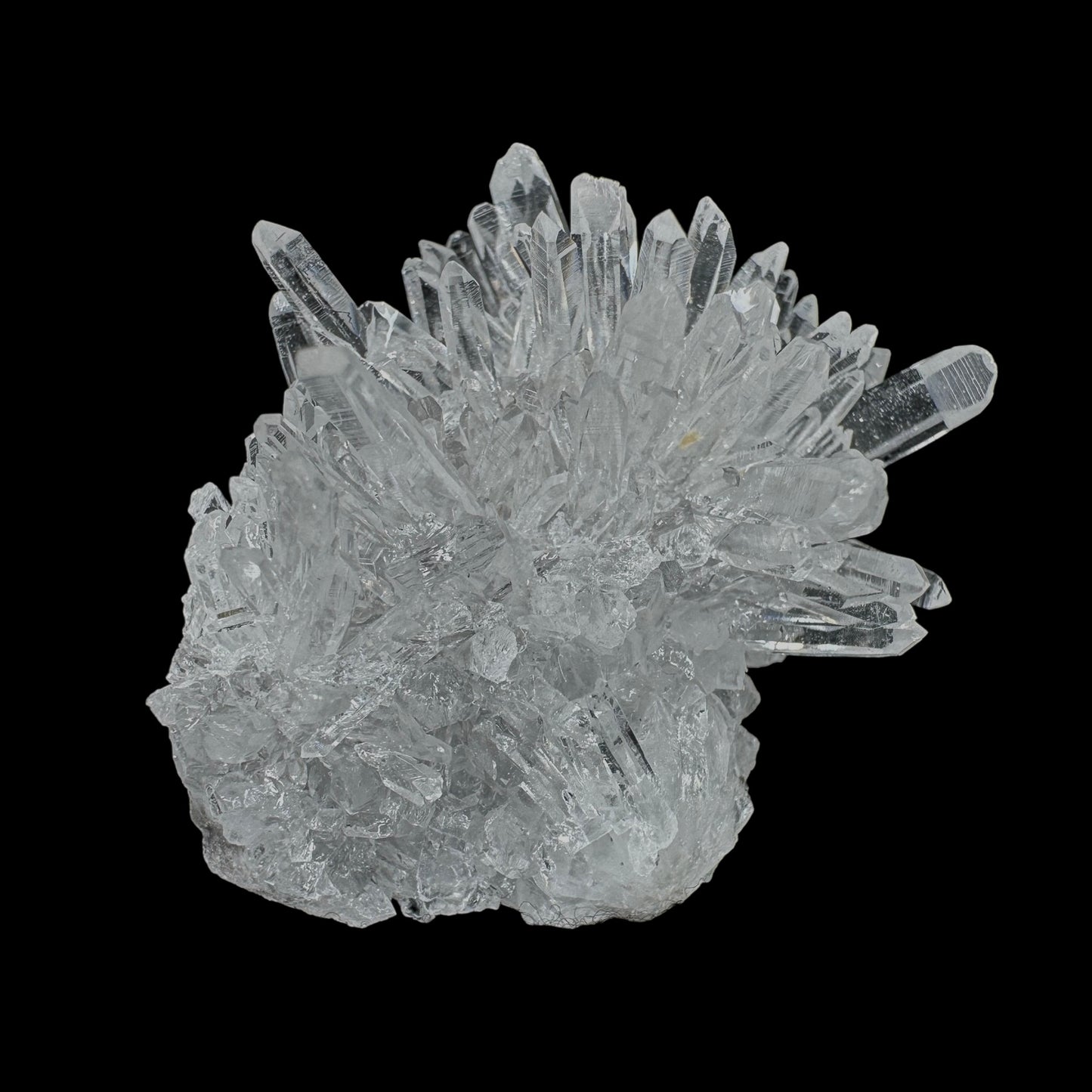 Chrysanthemum Stone