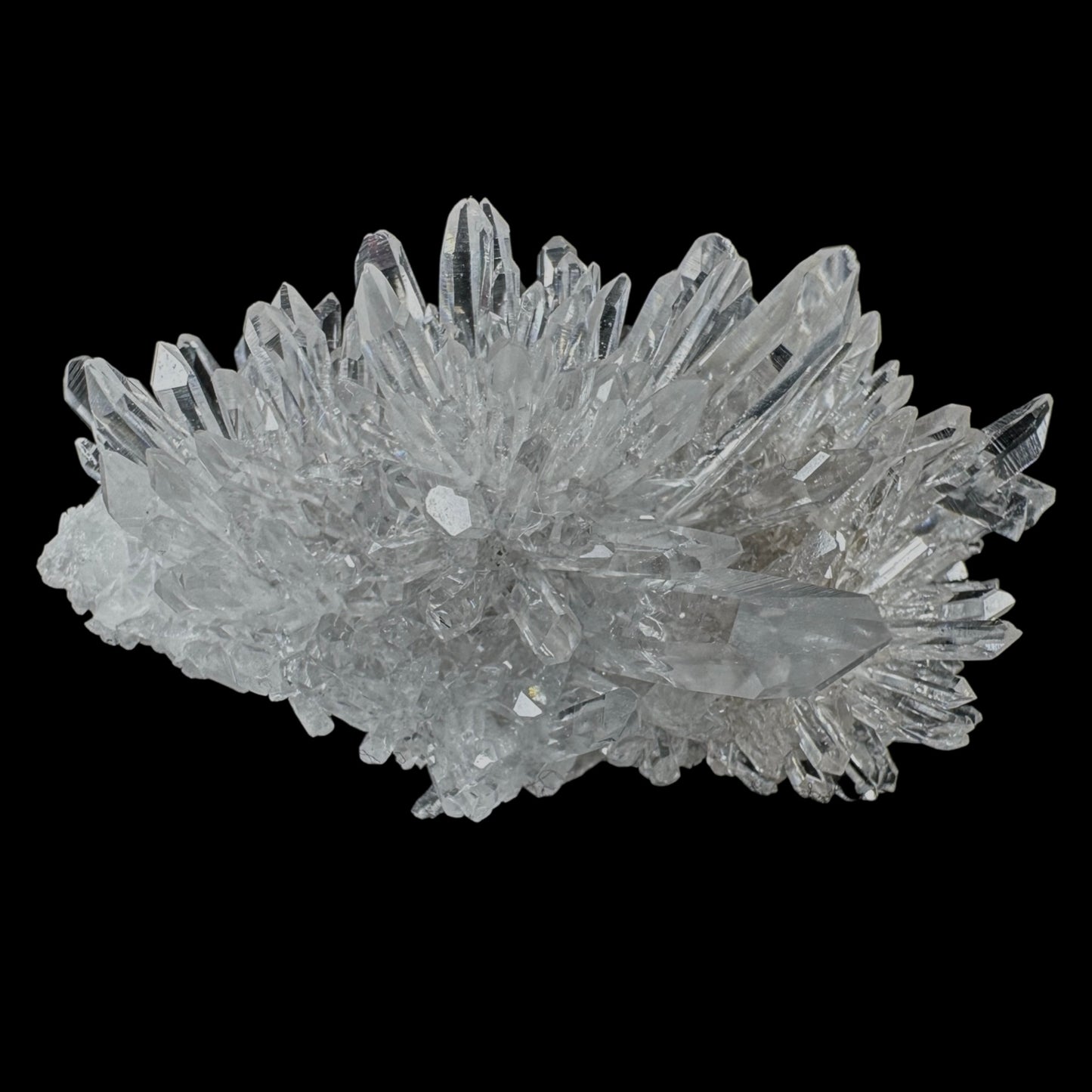 Chrysanthemum Stone