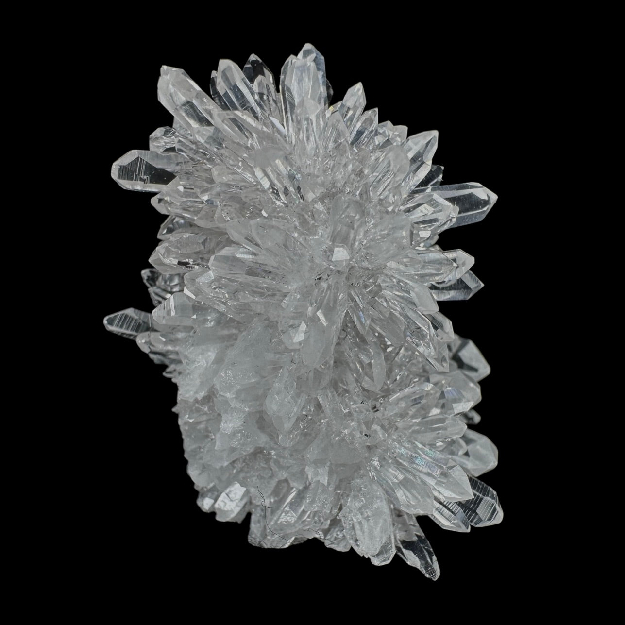 Chrysanthemum Stone
