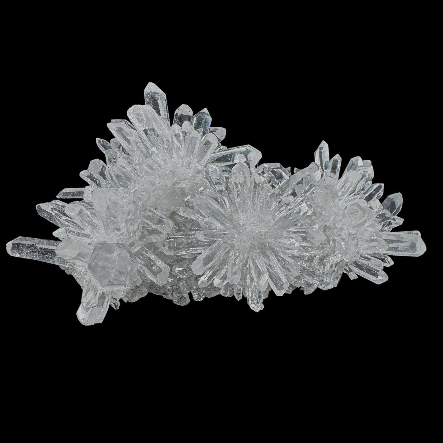 Chrysanthemum Stone