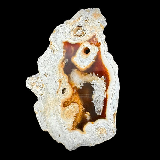 Petrified Coral