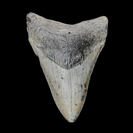 Megalodon Tooth