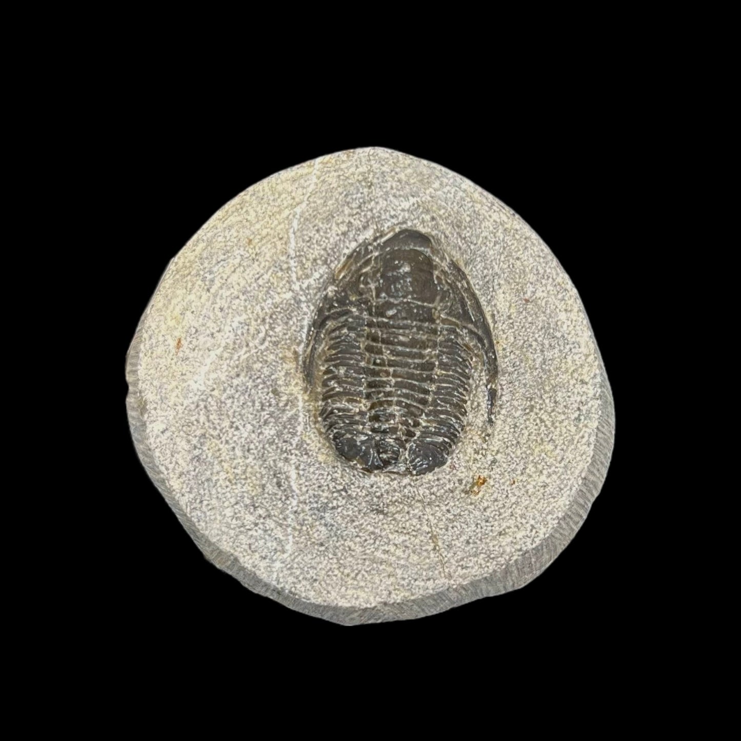 Metacanthian Trilobite in Matrix