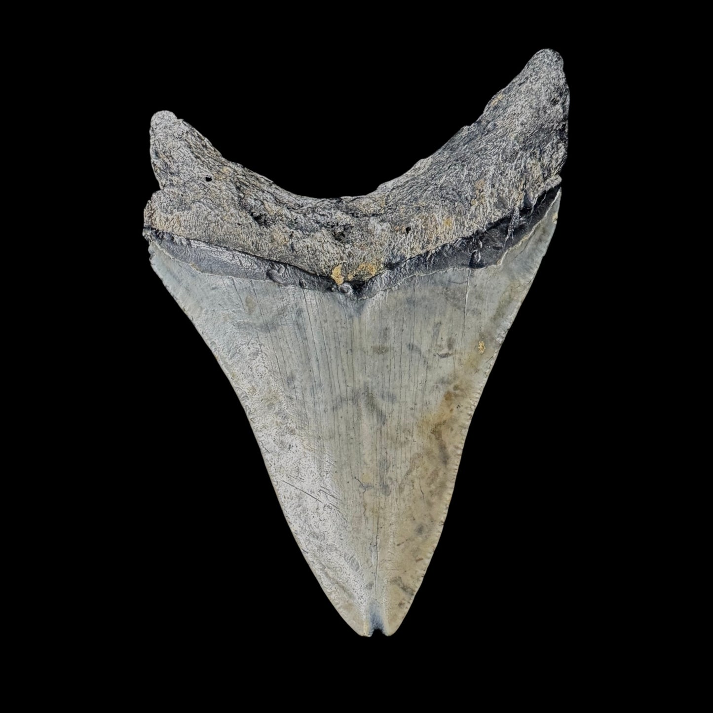 Megalodon Tooth