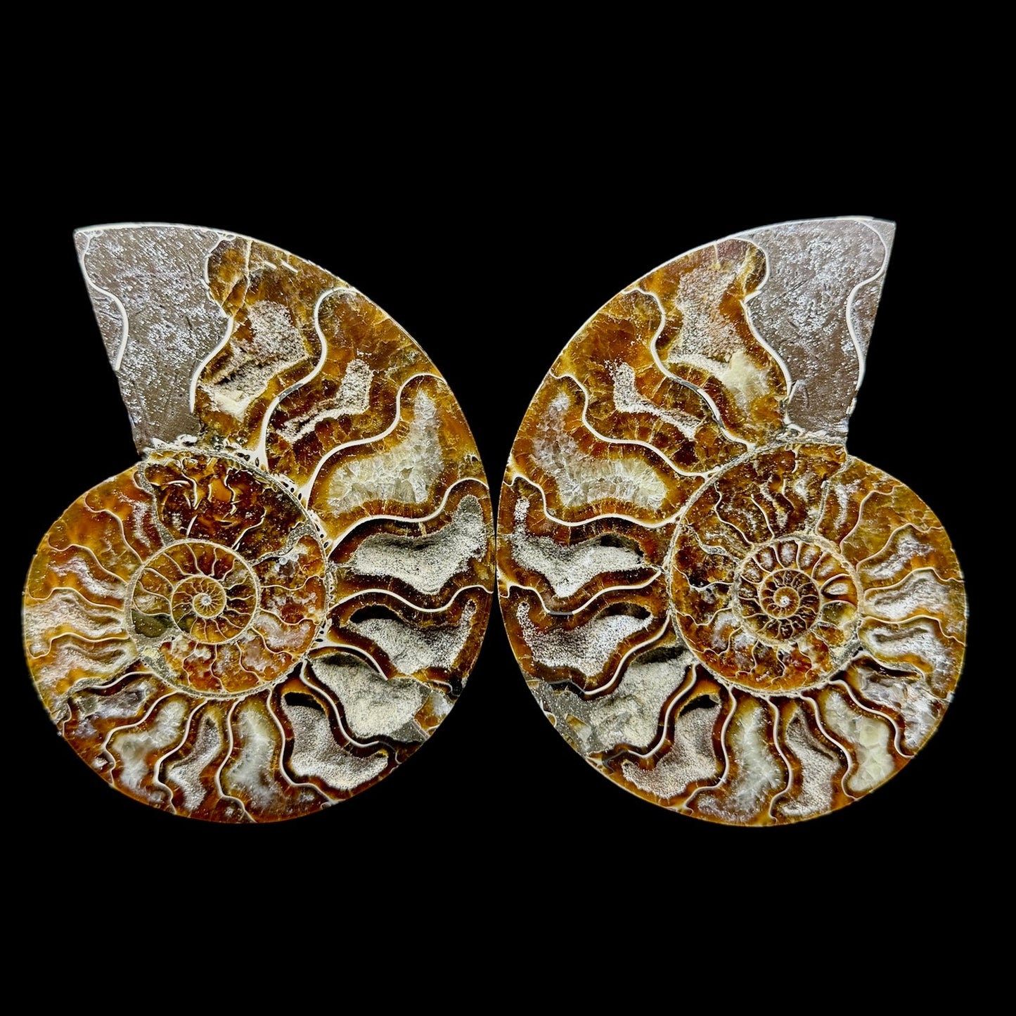 Ammonite Set