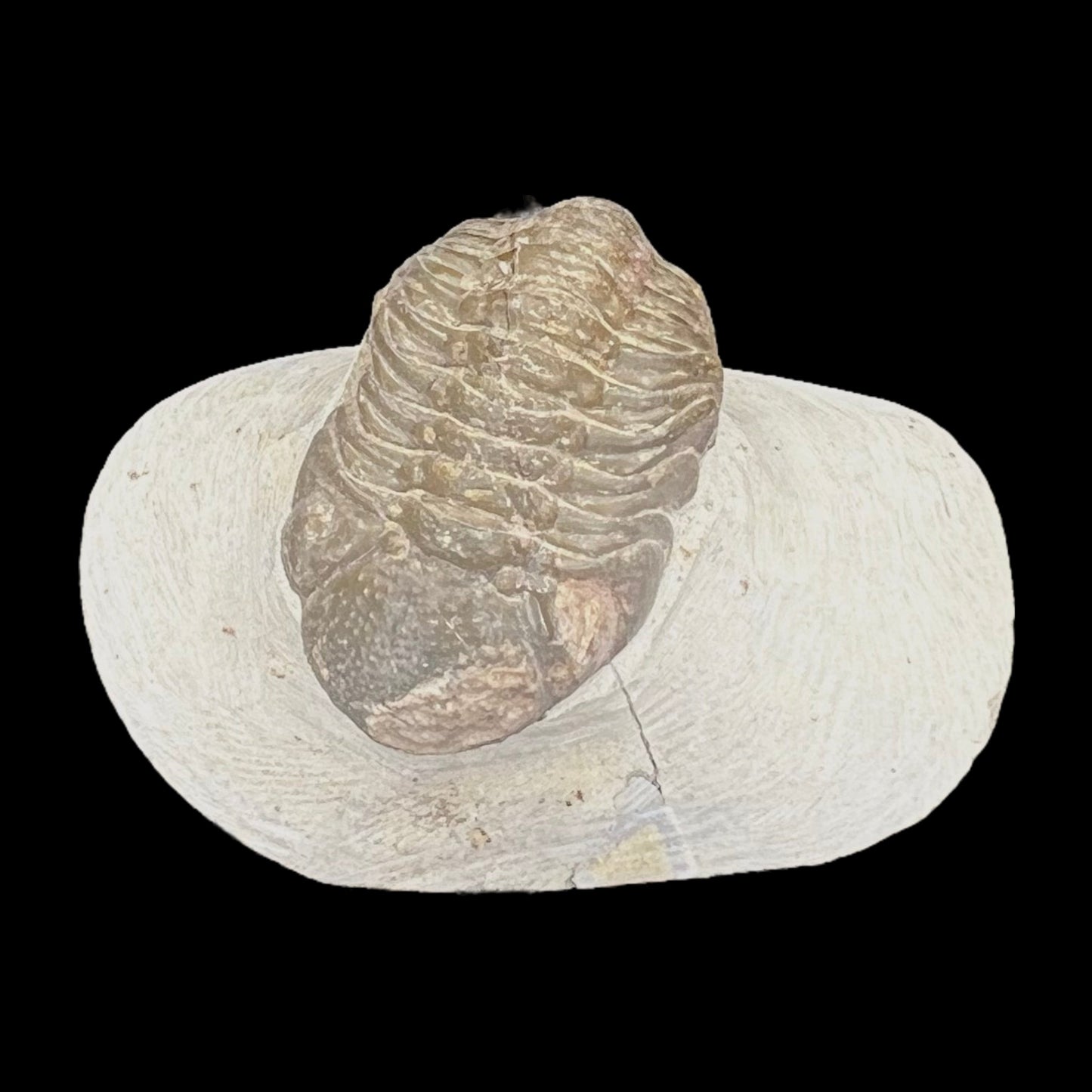 Metacanthian Trilobite in Matrix