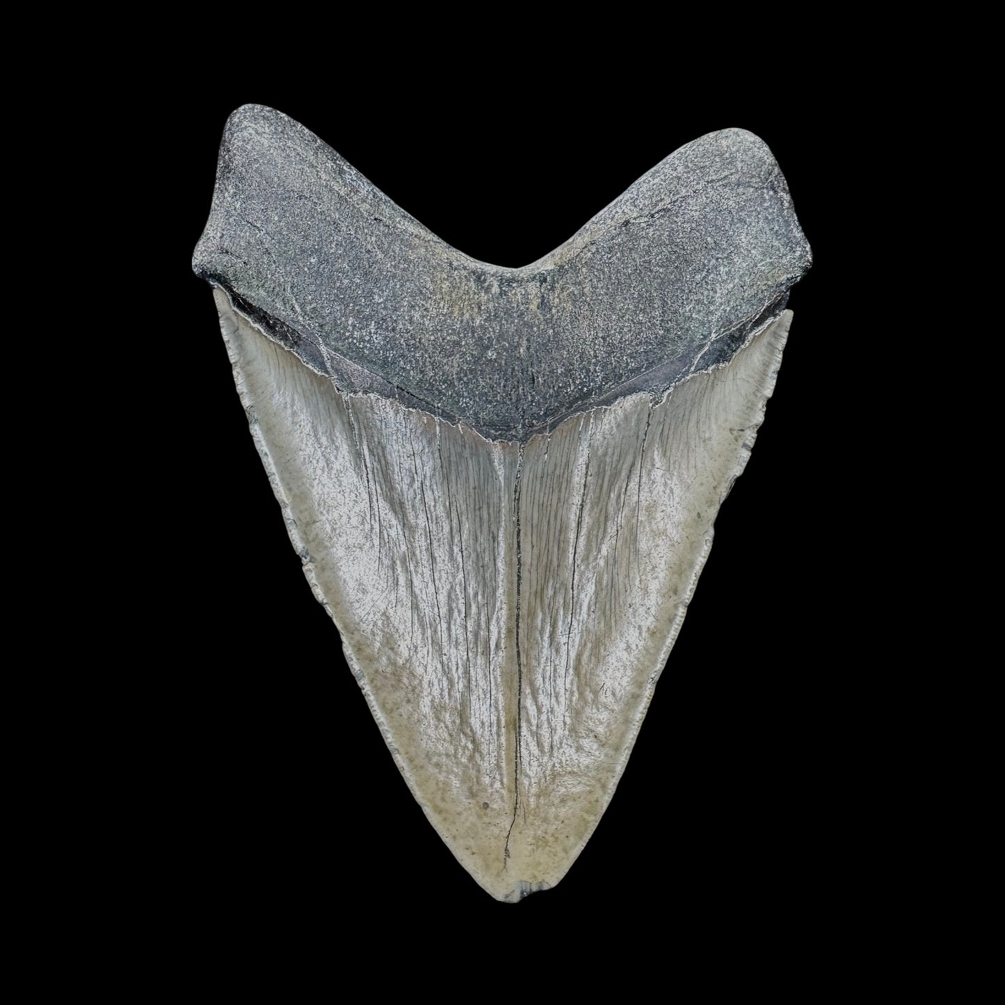 Megalodon Tooth