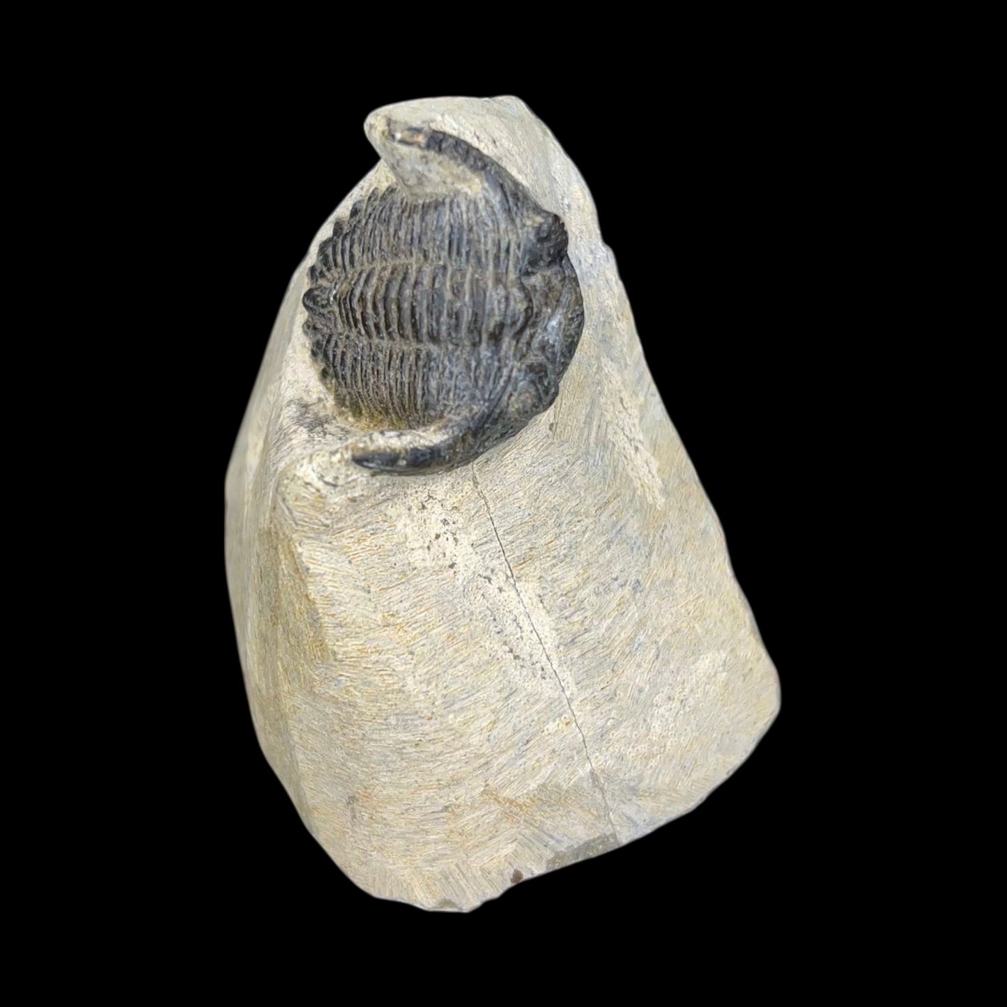 Metacanthian Trilobite in Matrix