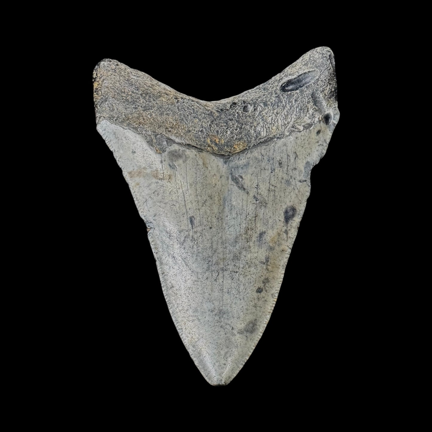 Megalodon Tooth