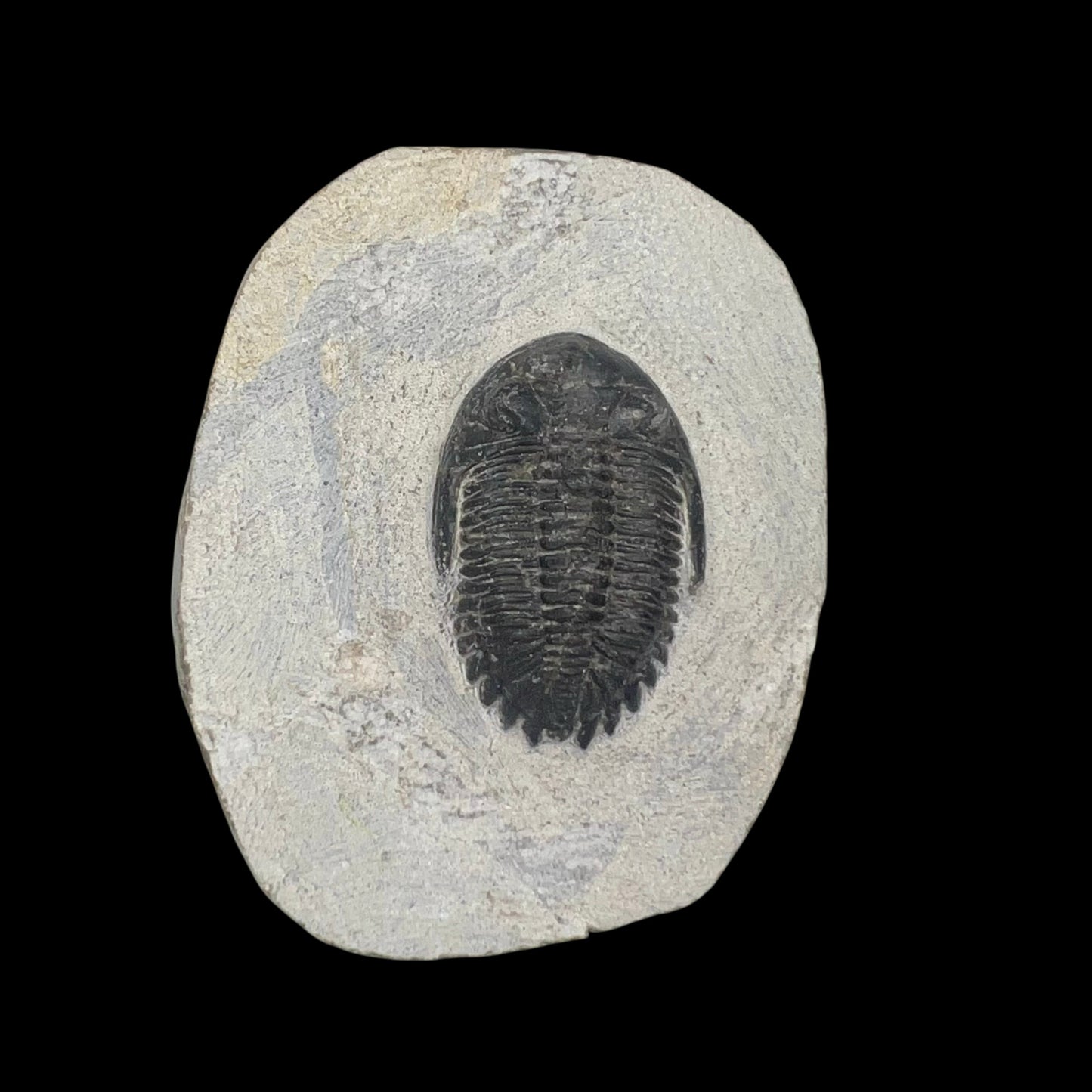 Metacanthian Trilobite in Matrix