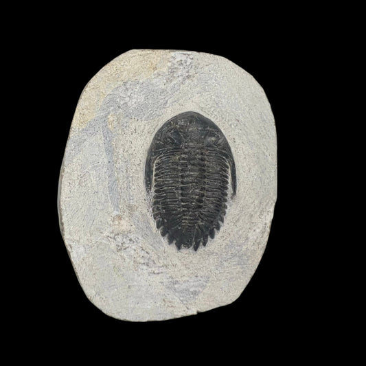 Metacanthian Trilobite in Matrix