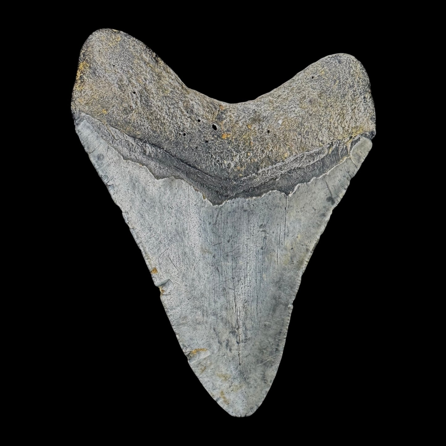 Megalodon Tooth