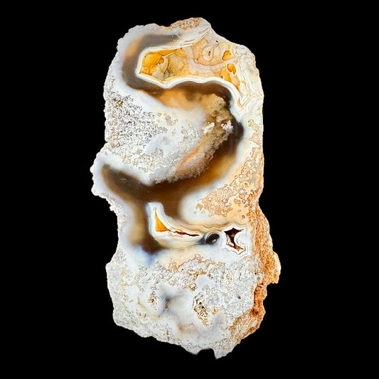 Petrified Coral