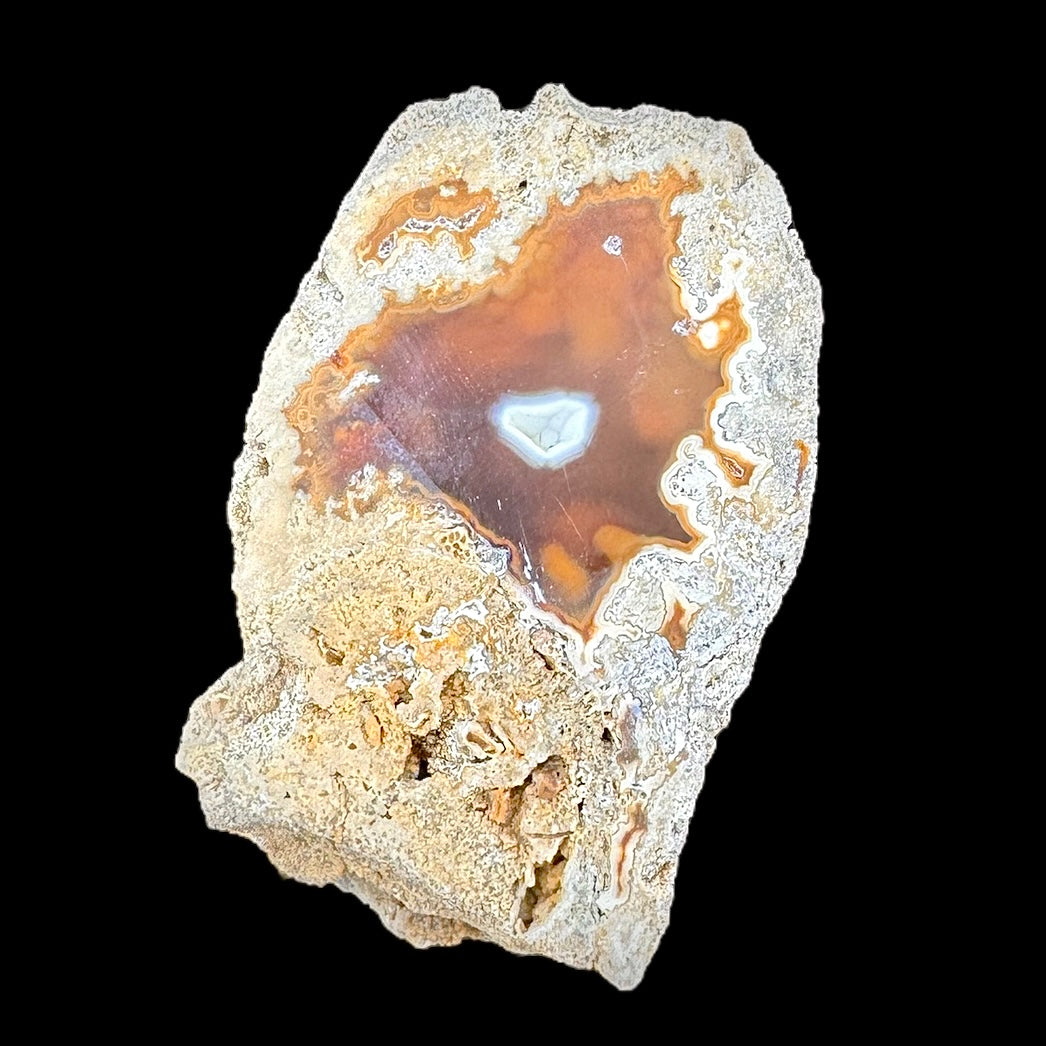 Petrified Coral