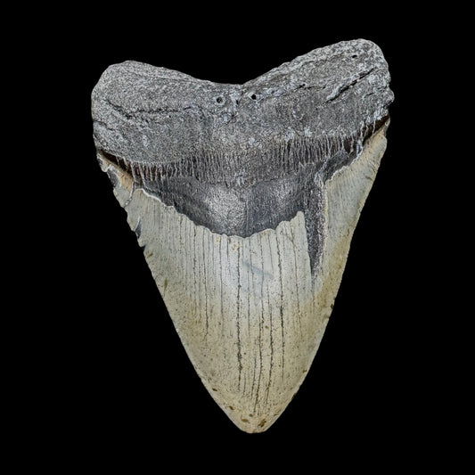 Megalodon Tooth