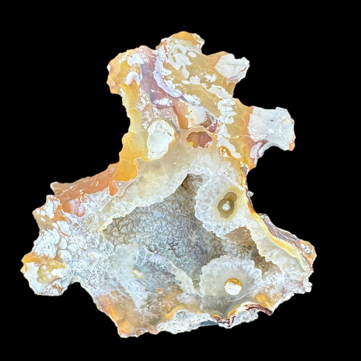 Petrified Coral