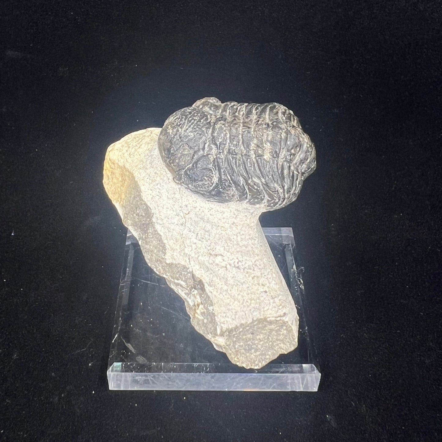 Metacanthian Trilobite in Matrix