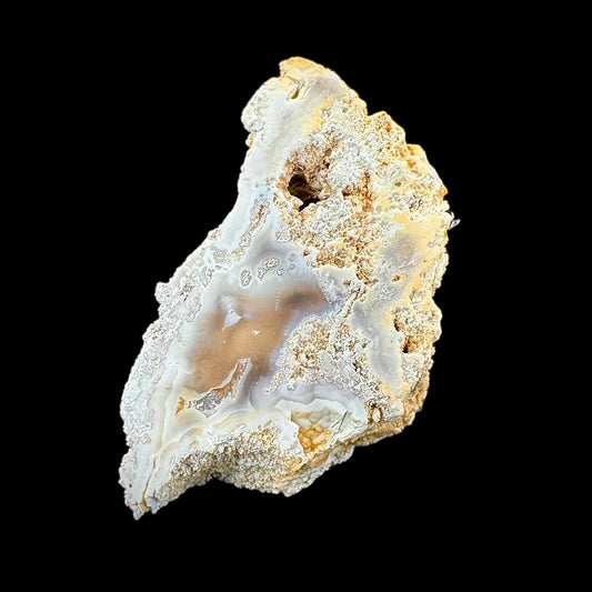 Petrified Coral