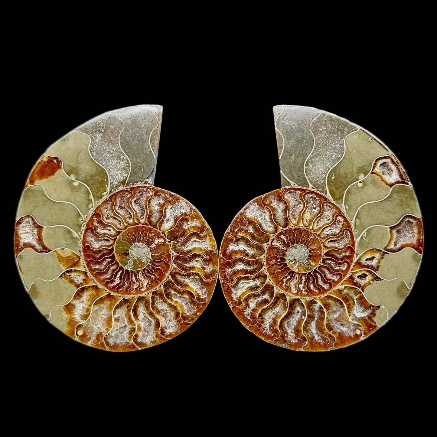 Ammonite Set