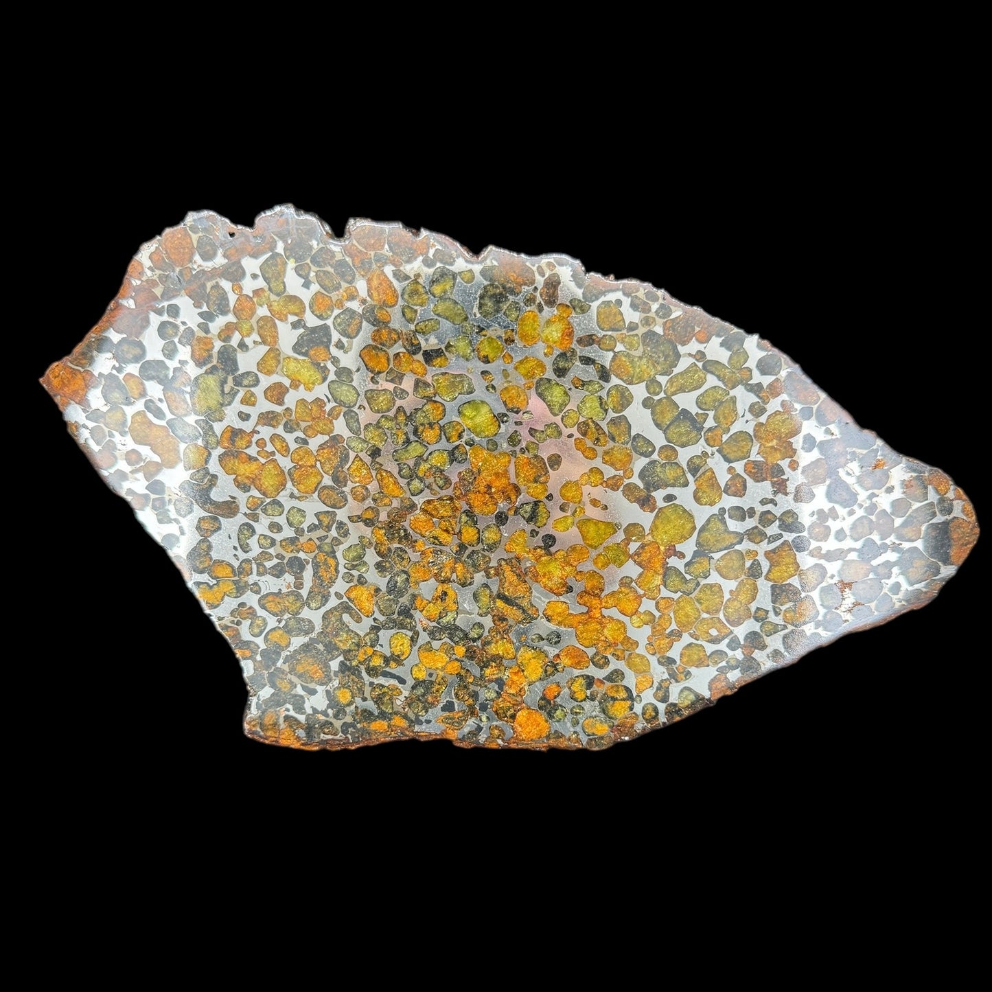 Meteorite - Sericho - Iron Pallasite