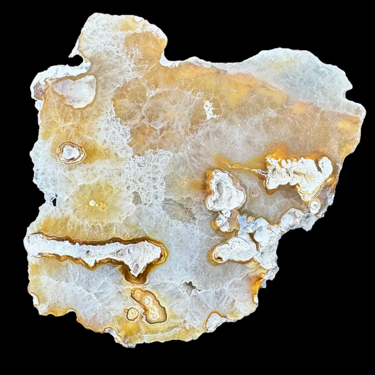 Petrified Coral