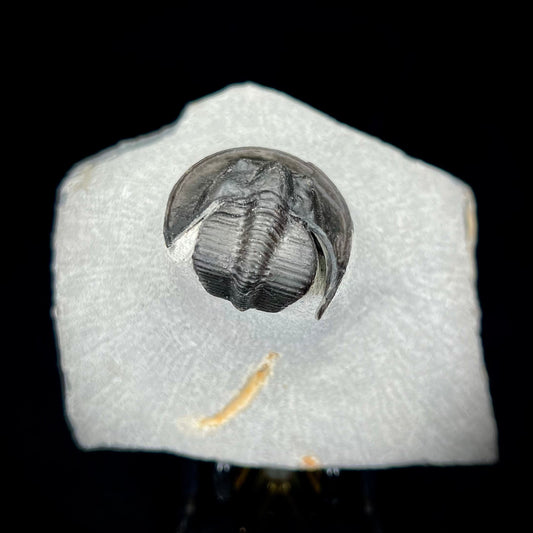 Batman Trilobite