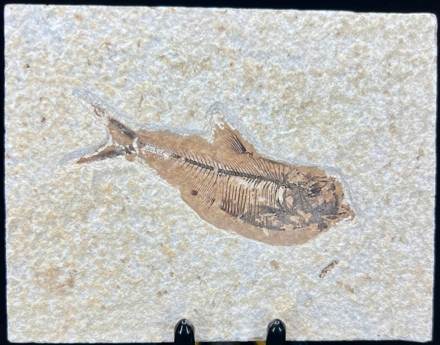 Fish Fossil - Knightia Eoceana