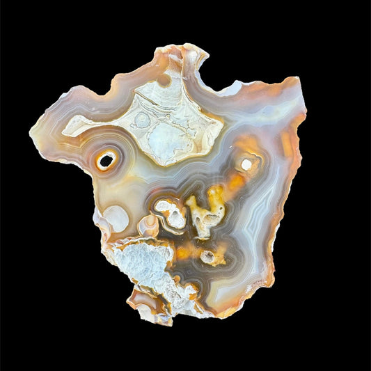 Petrified Coral