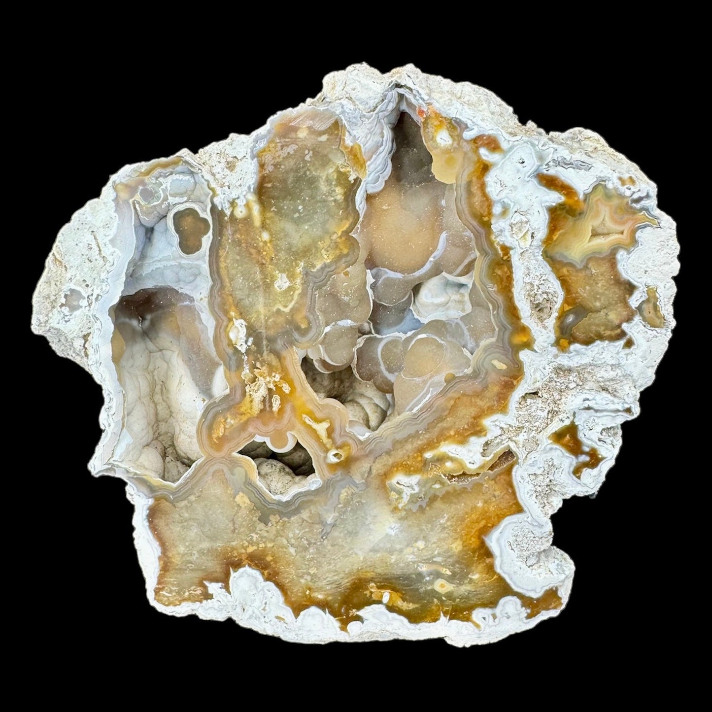 Petrified Coral