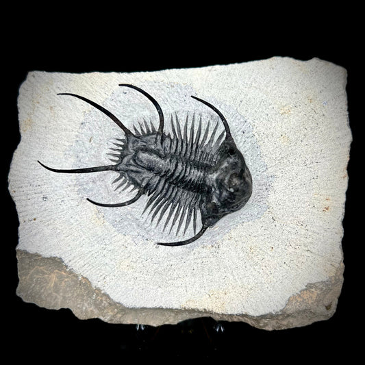 Spiny Trilobite