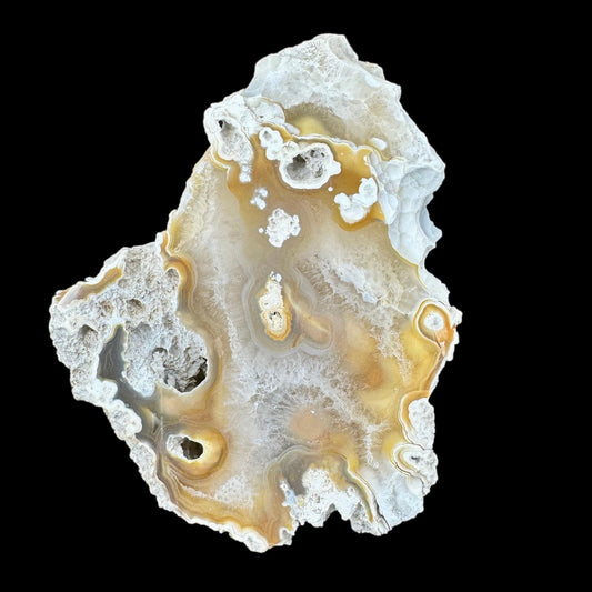 Petrified Coral