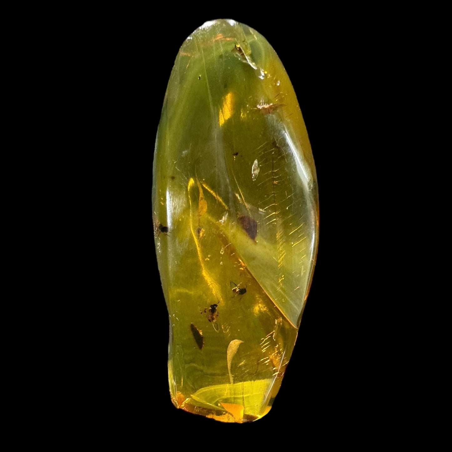 Amber w/ Insect Inclusions